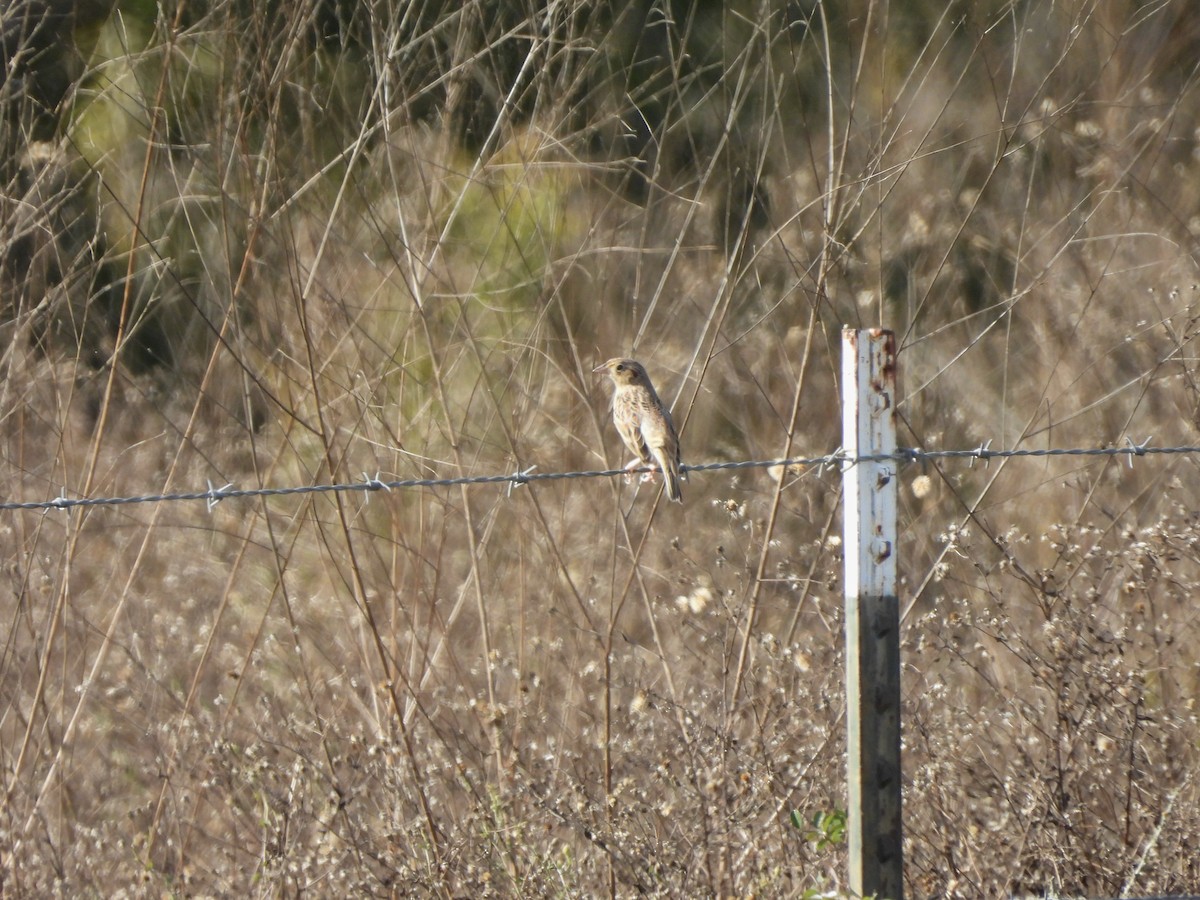 Grasshopper Sparrow - ML646560334