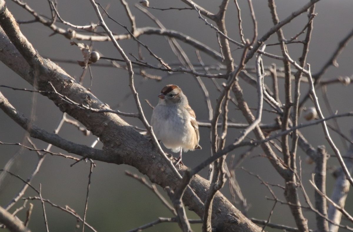 Chingolo Coroniblanco - ML646560335