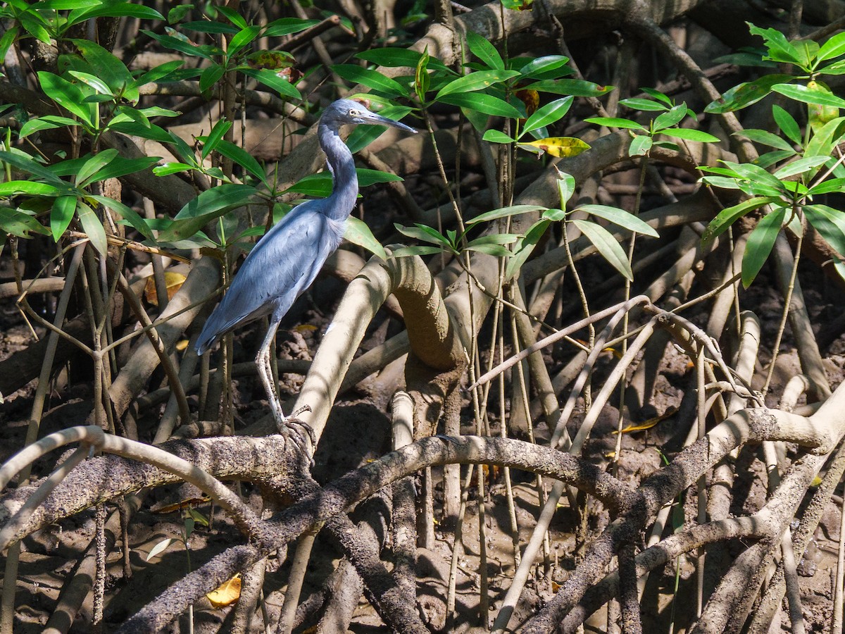 לבנית כחולה קטנה - ML646560337