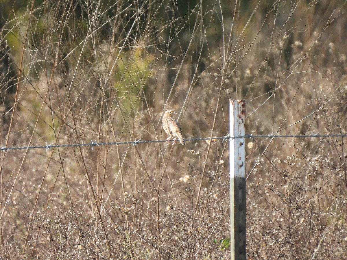 Grasshopper Sparrow - ML646560338