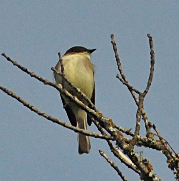 Eastern Phoebe - ML646560339