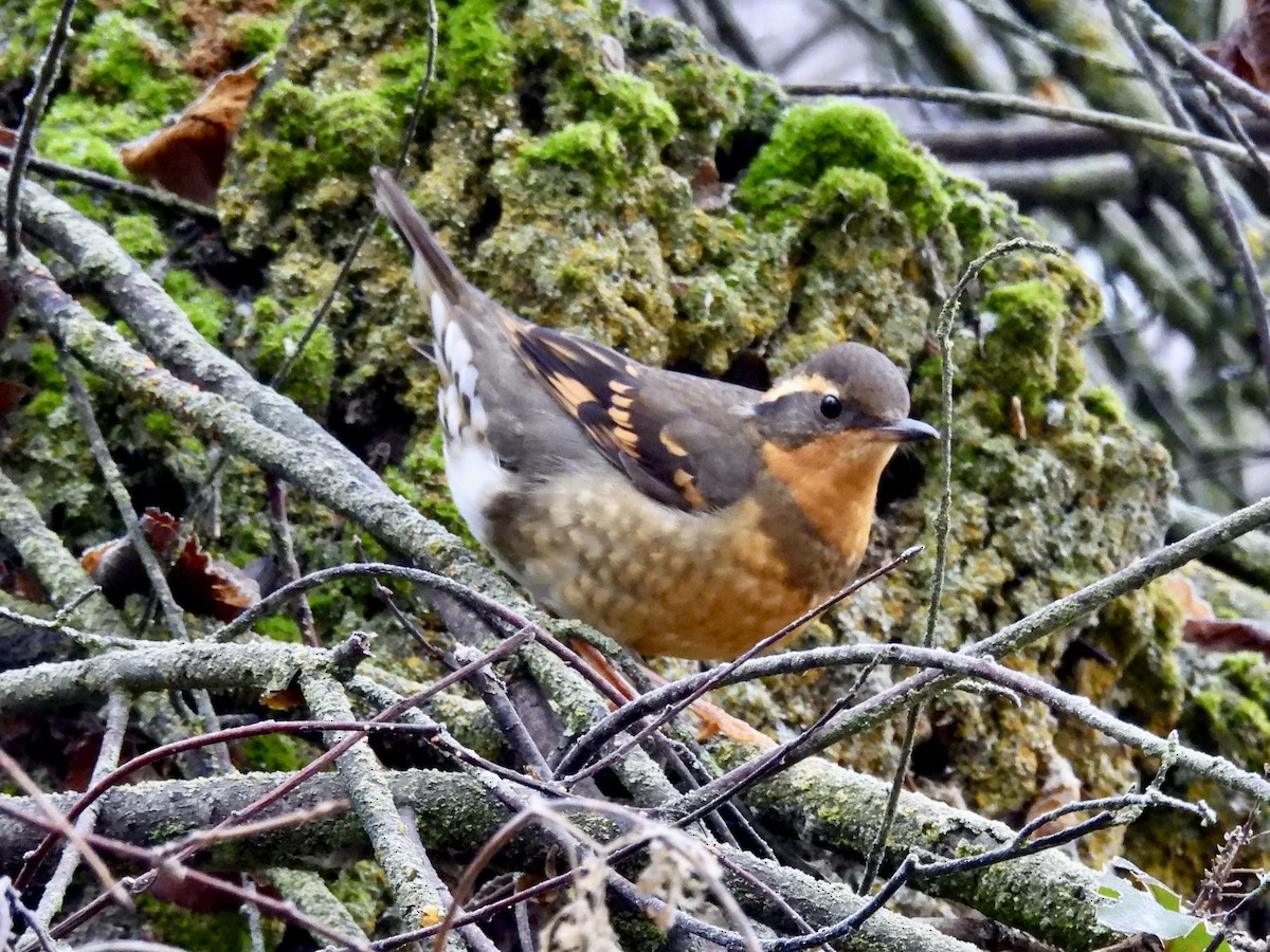 Turuncu Ardıç - ML646560341