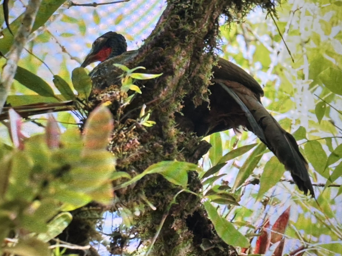 Cauca Guan - ML646560342