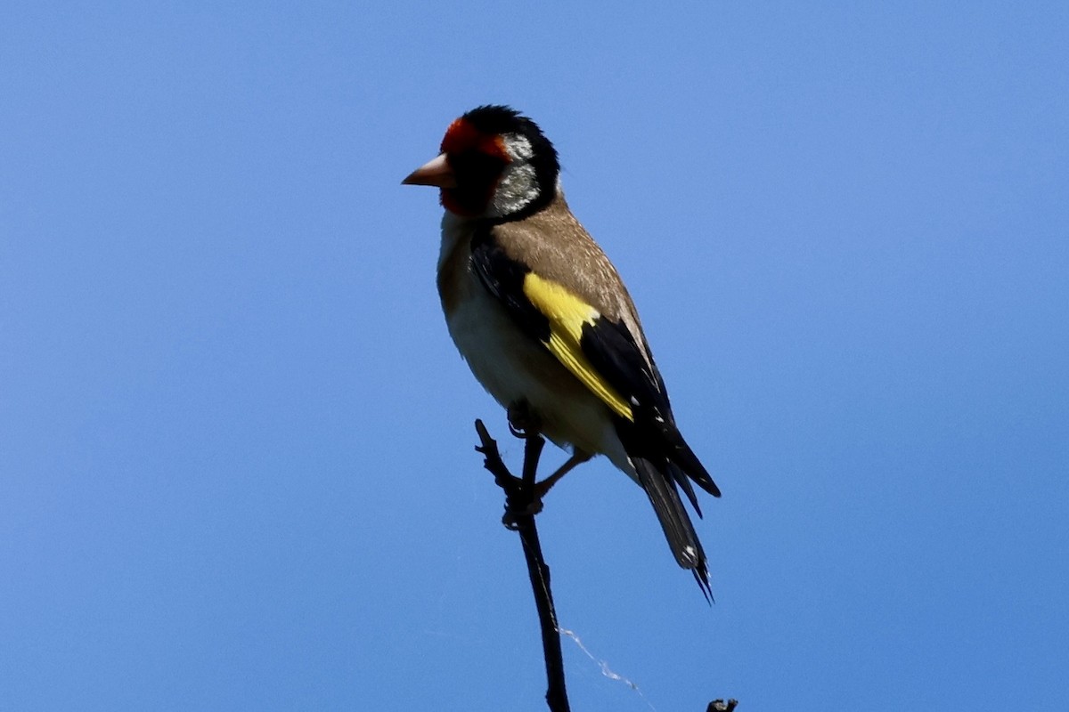 ゴシキヒワ - ML646560344