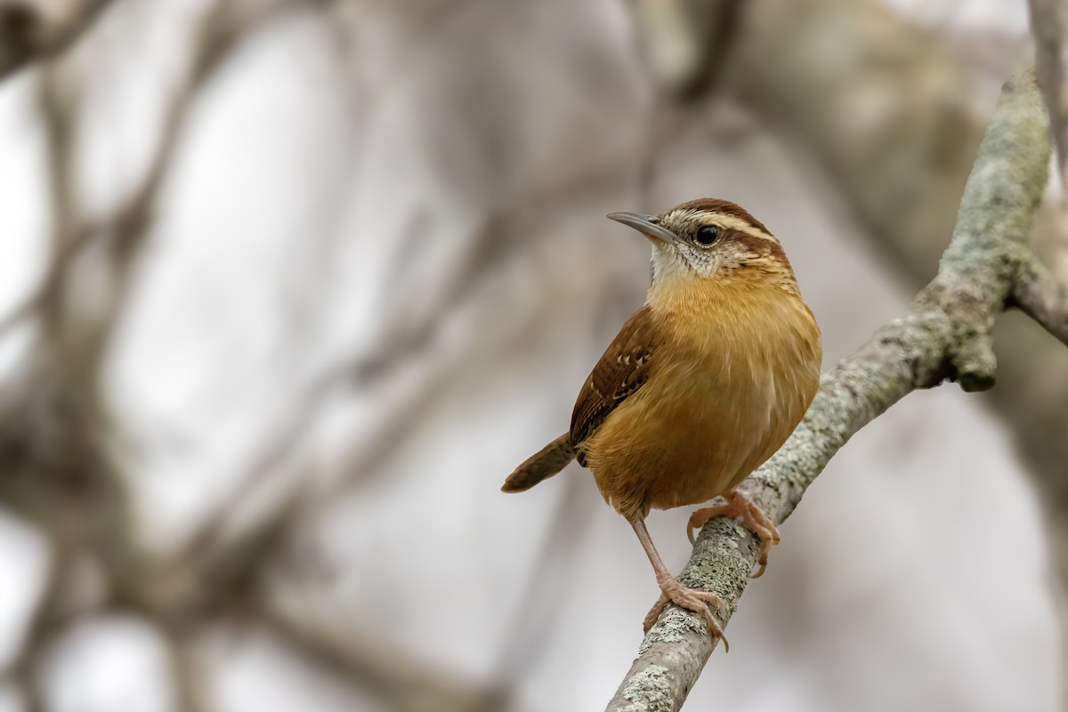 střízlík karolínský [skupina ludovicianus] - ML646560347