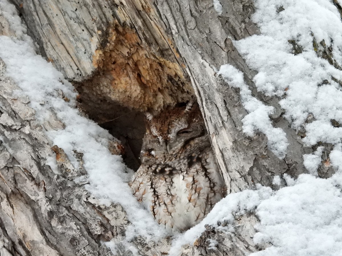 Autillo Yanqui - ML646560349