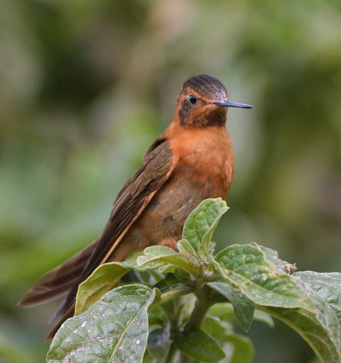 kolibřík duhovohřbetý - ML646560350