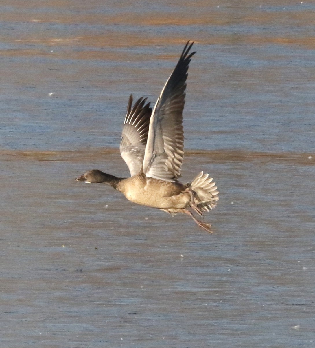 Snow Goose - ML646560351