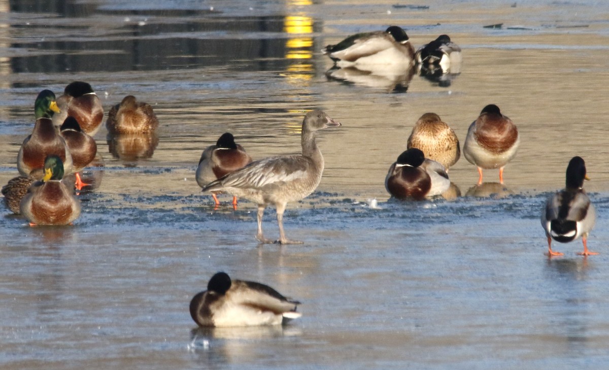 Snow Goose - ML646560352