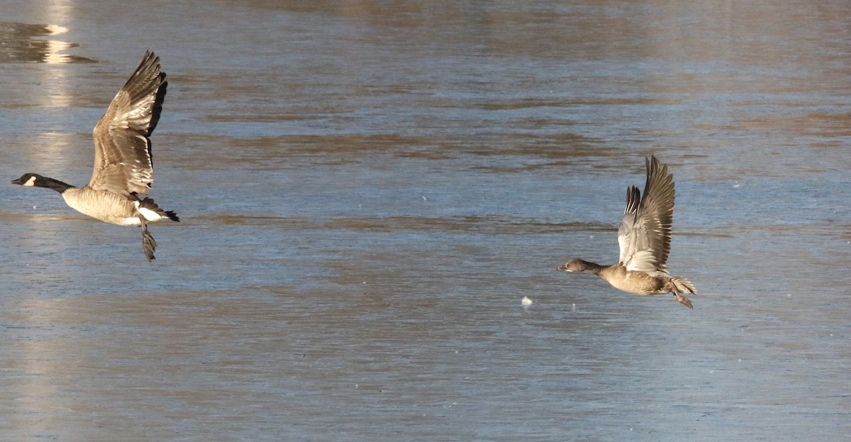 Snow Goose - ML646560353