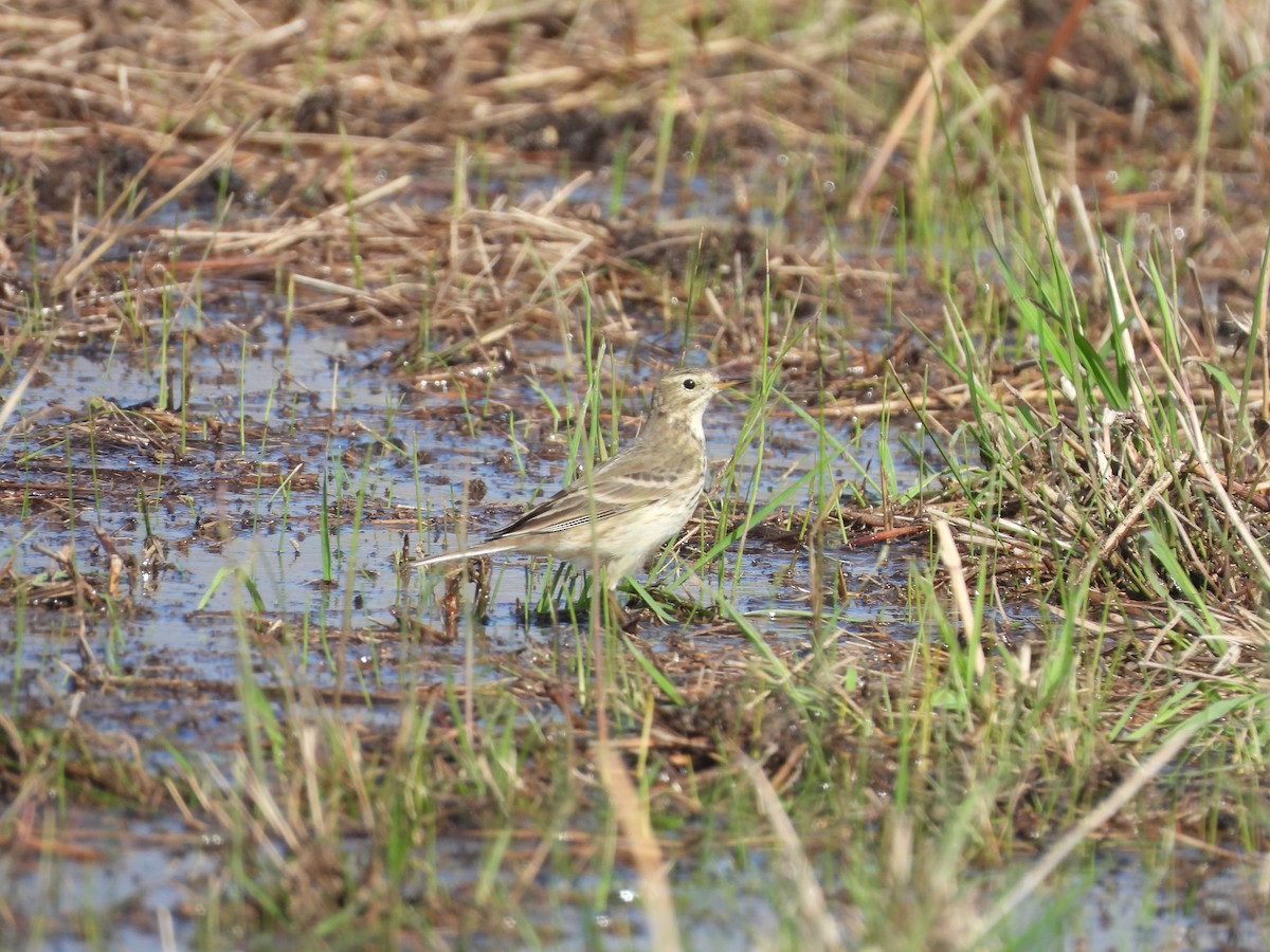 American Pipit - ML646560354