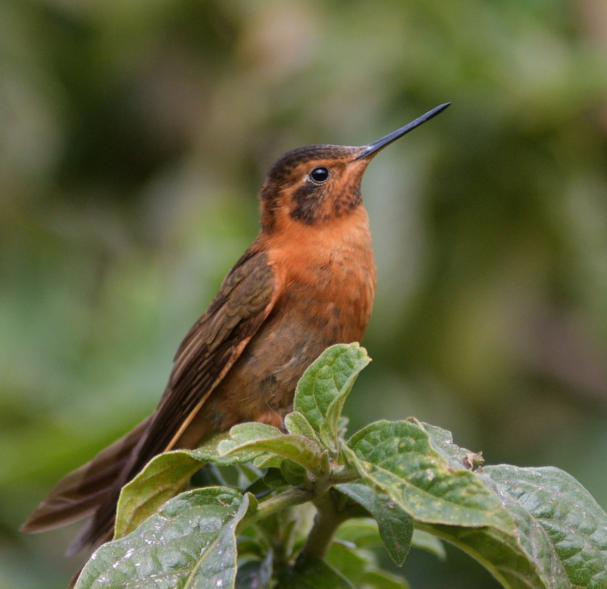 kolibřík duhovohřbetý - ML646560357