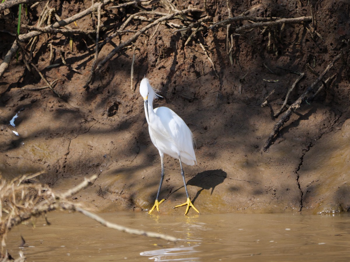 לבנית אמריקנית - ML646560358