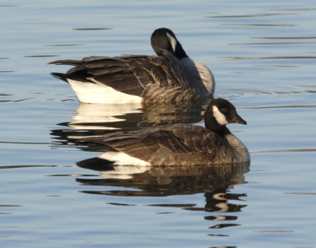 berneška malá - ML646560359