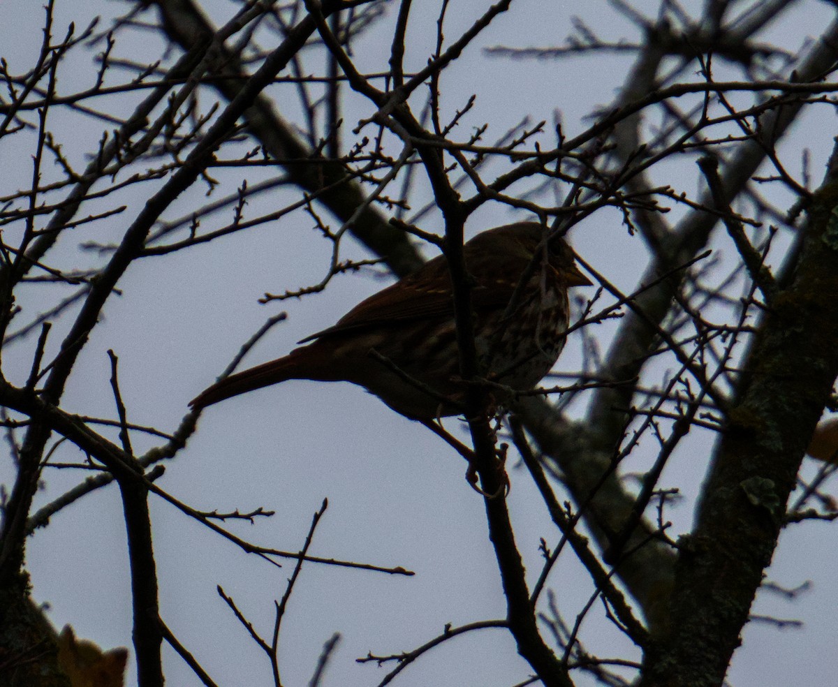 Fox Sparrow - ML646560360