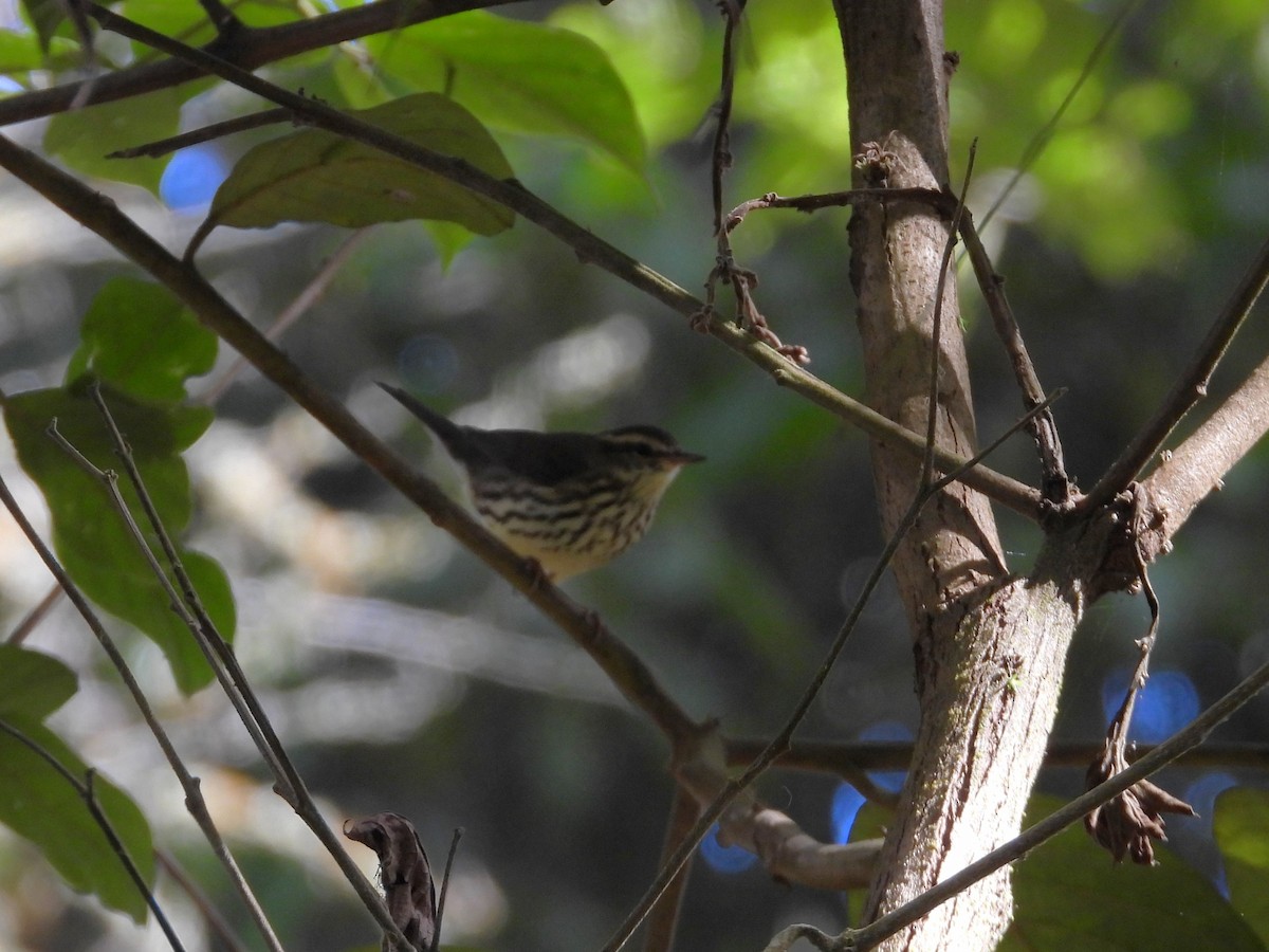 Northern Waterthrush - ML646560361