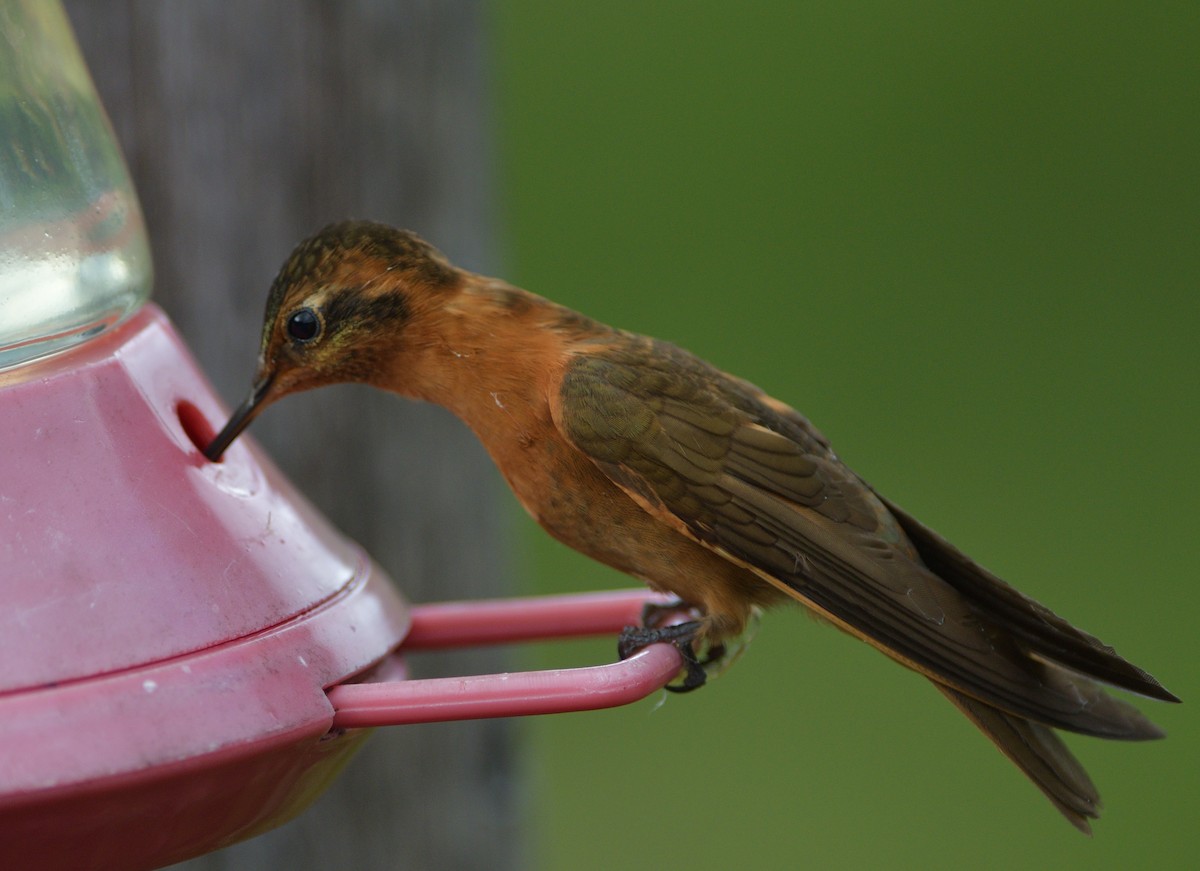 kolibřík duhovohřbetý - ML646560362