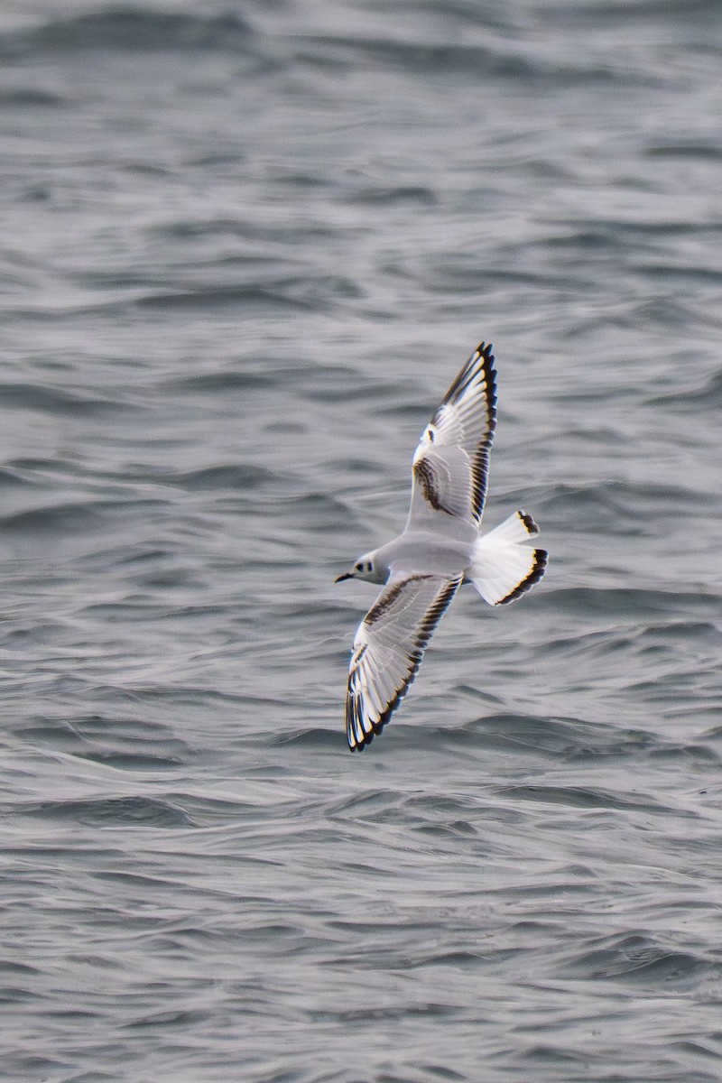 Bonapartemöwe - ML646560363