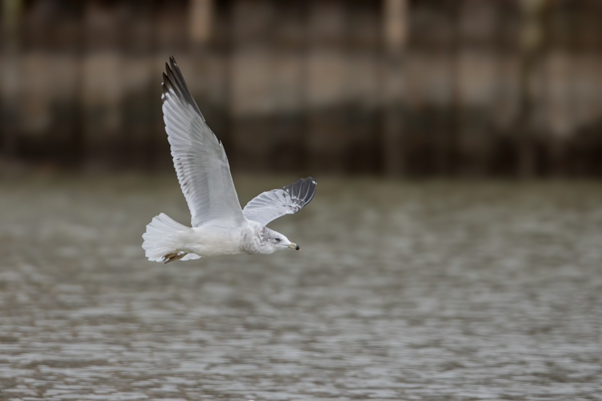 Gaviota de Delaware - ML646560364