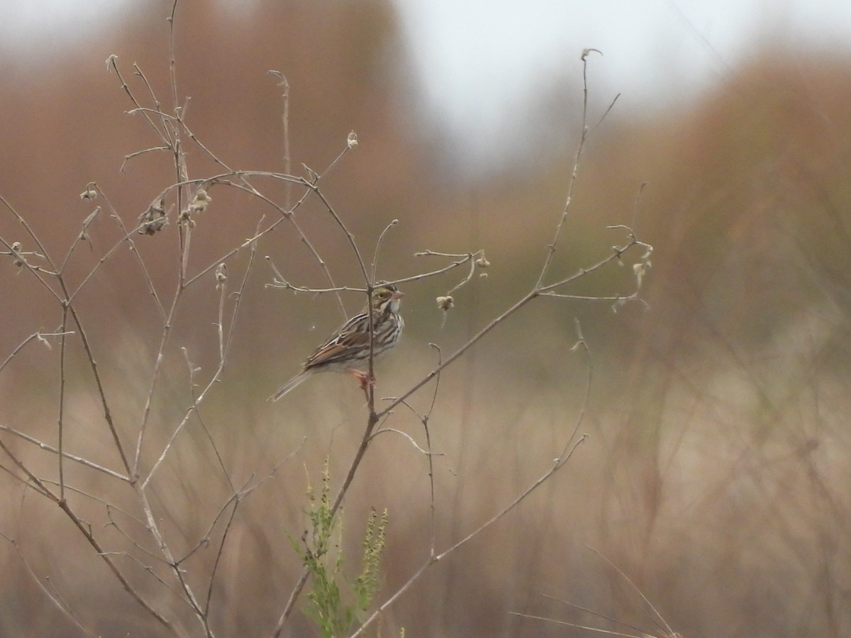 Savannah Sparrow - ML646560367