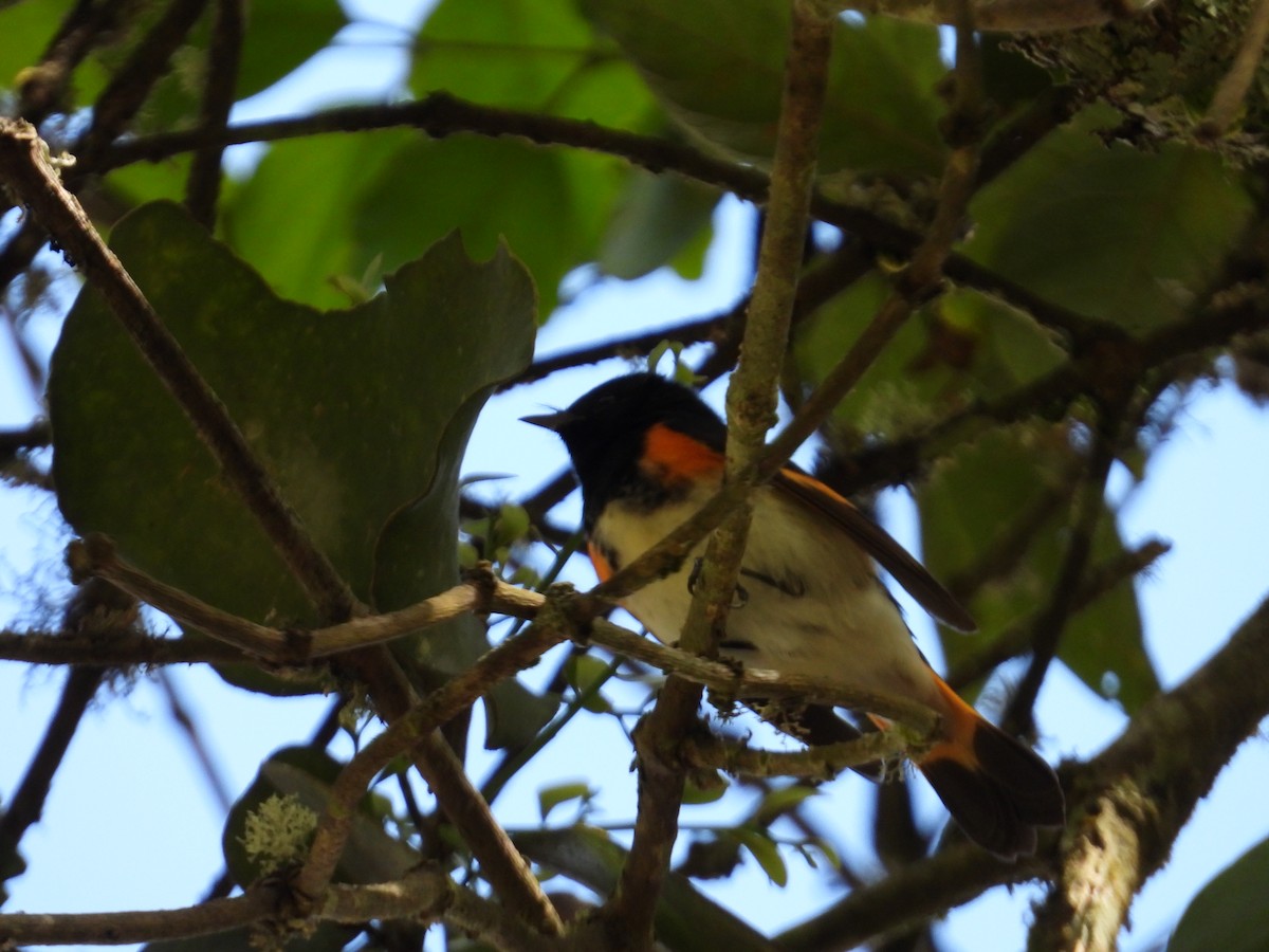 סבכון חכלילי - ML646560368