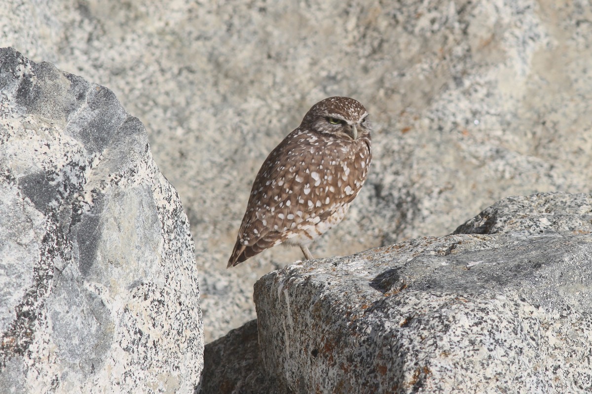 Burrowing Owl - ML646560370