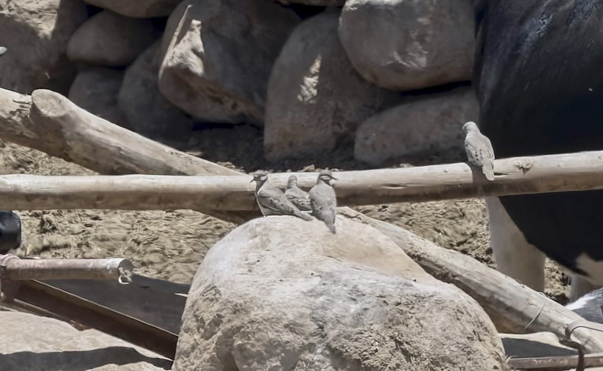 Croaking Ground Dove - ML646560372