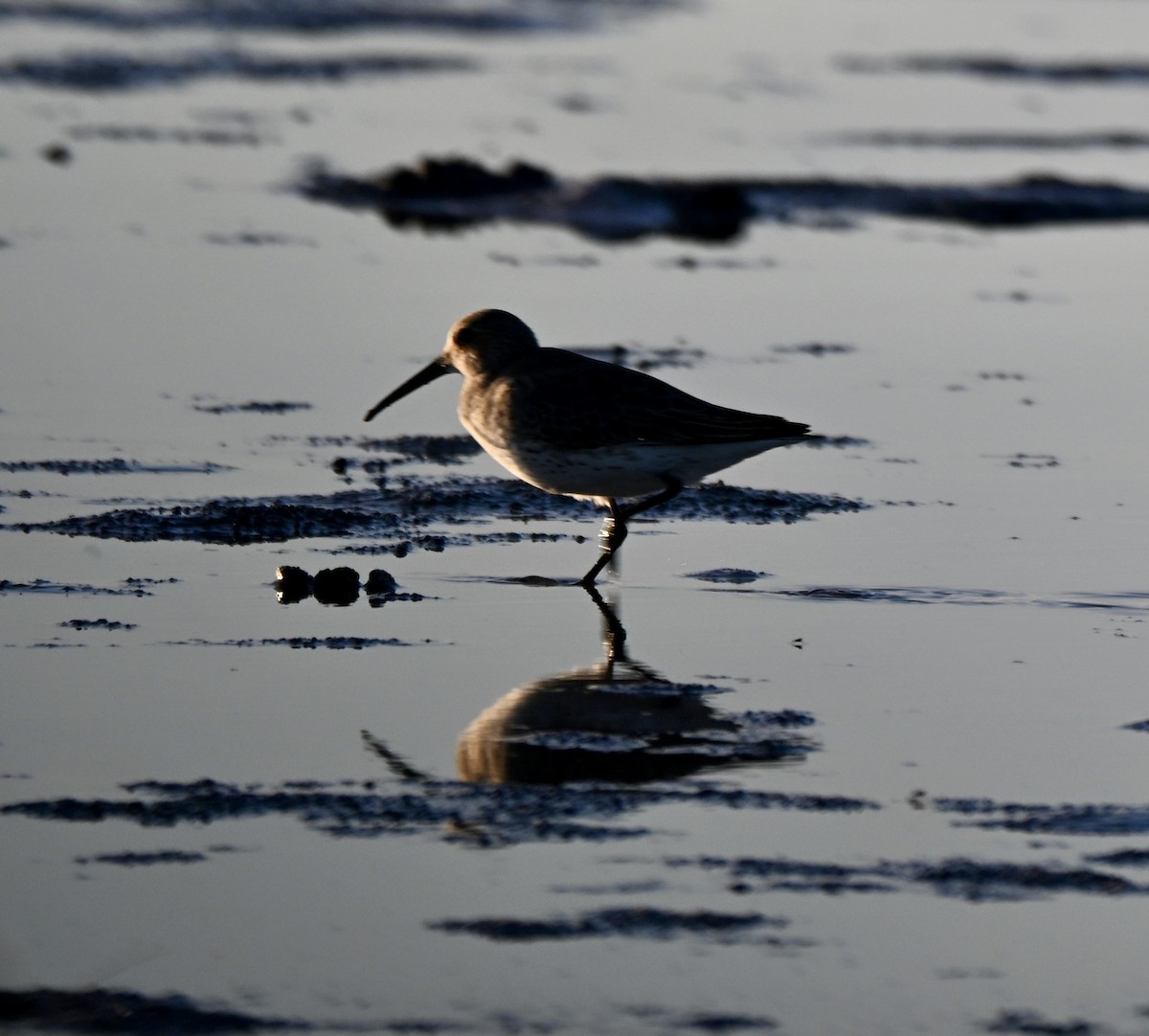 jespák obecný - ML646560373