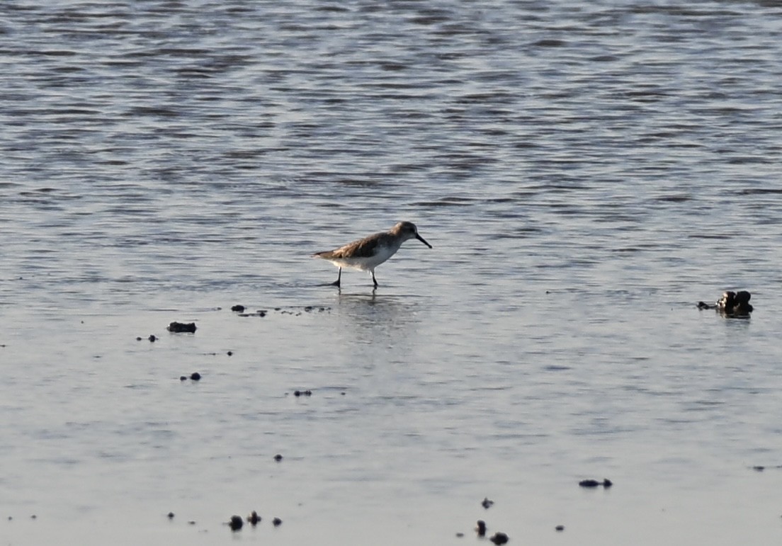 jespák obecný - ML646560374