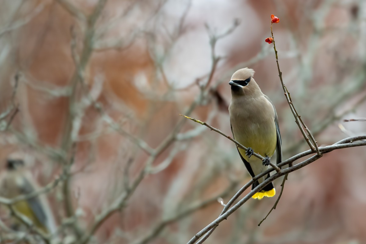 brkoslav americký - ML646560375