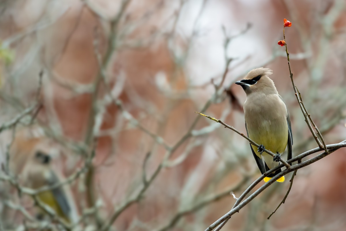 brkoslav americký - ML646560376