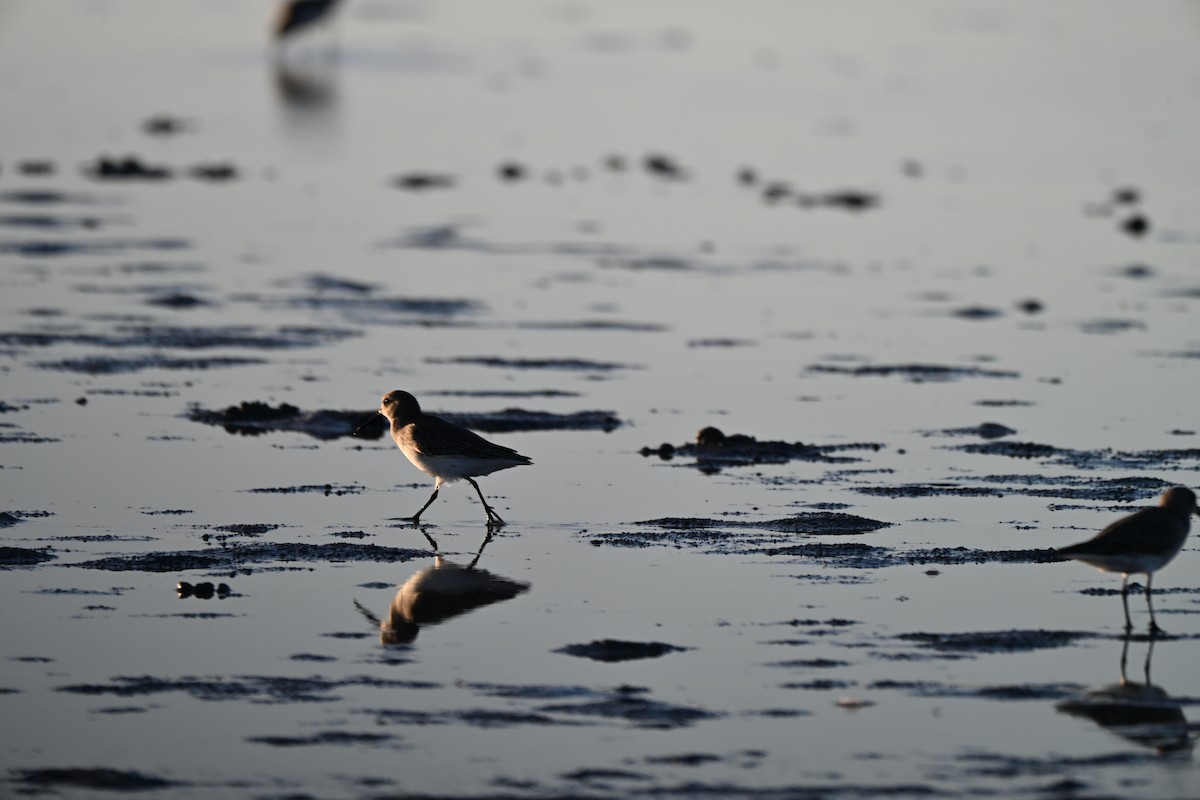 jespák obecný - ML646560377