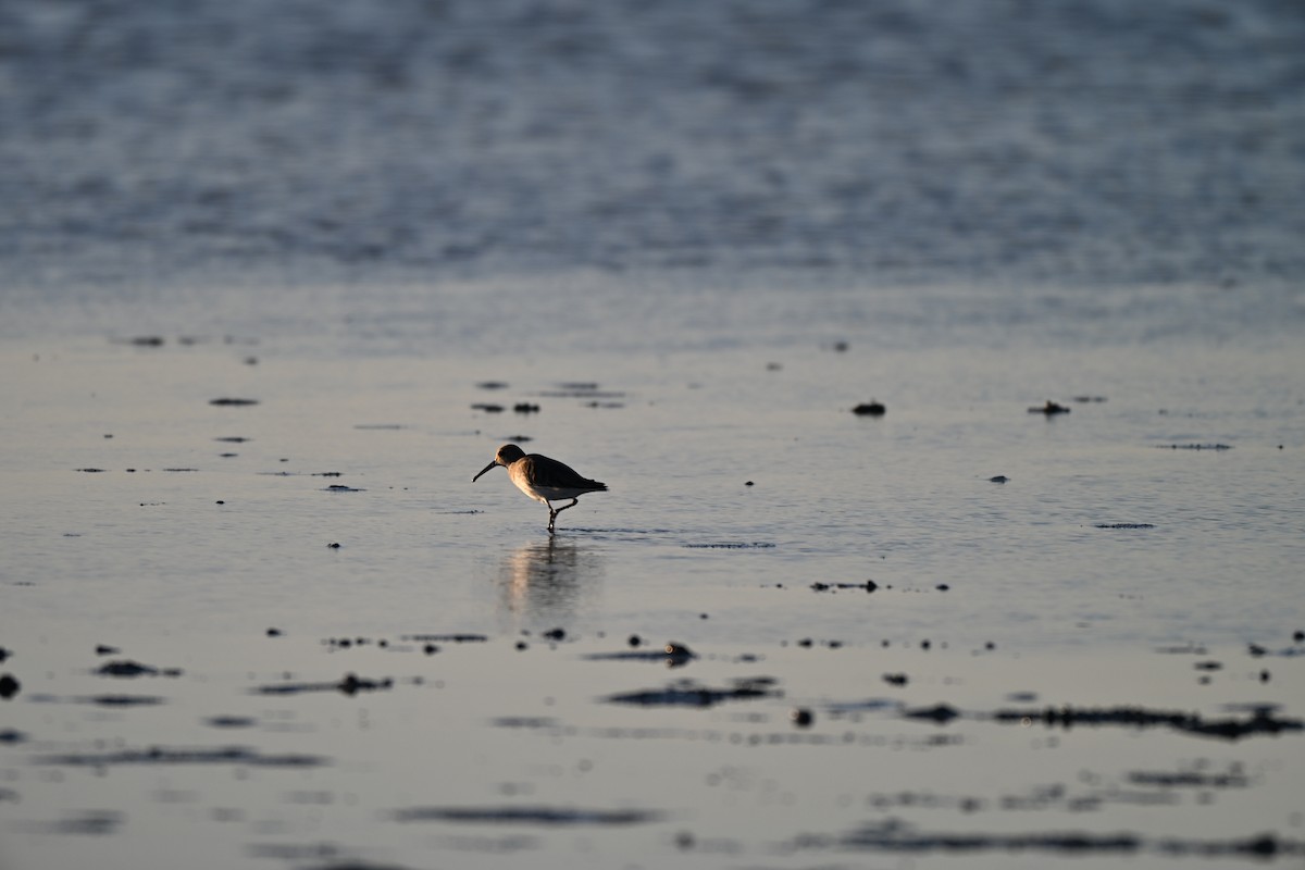 jespák obecný - ML646560378