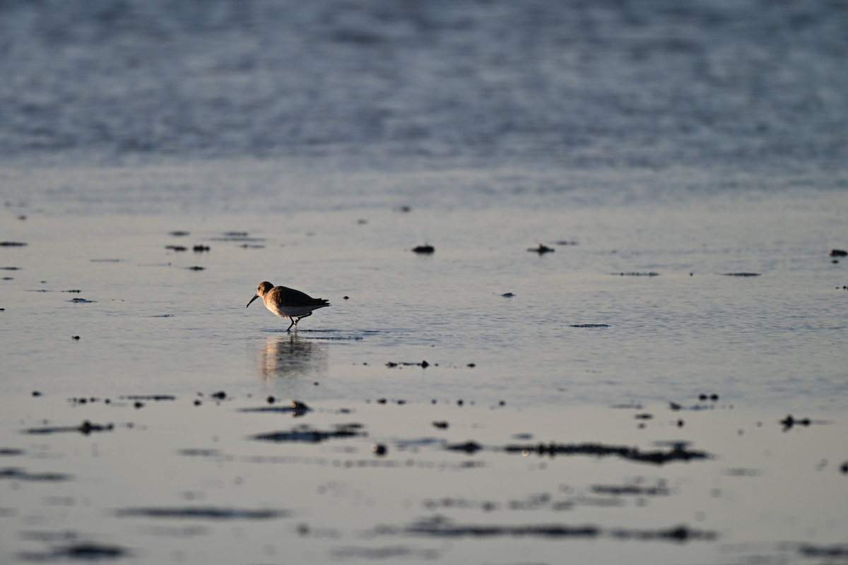 jespák obecný - ML646560379