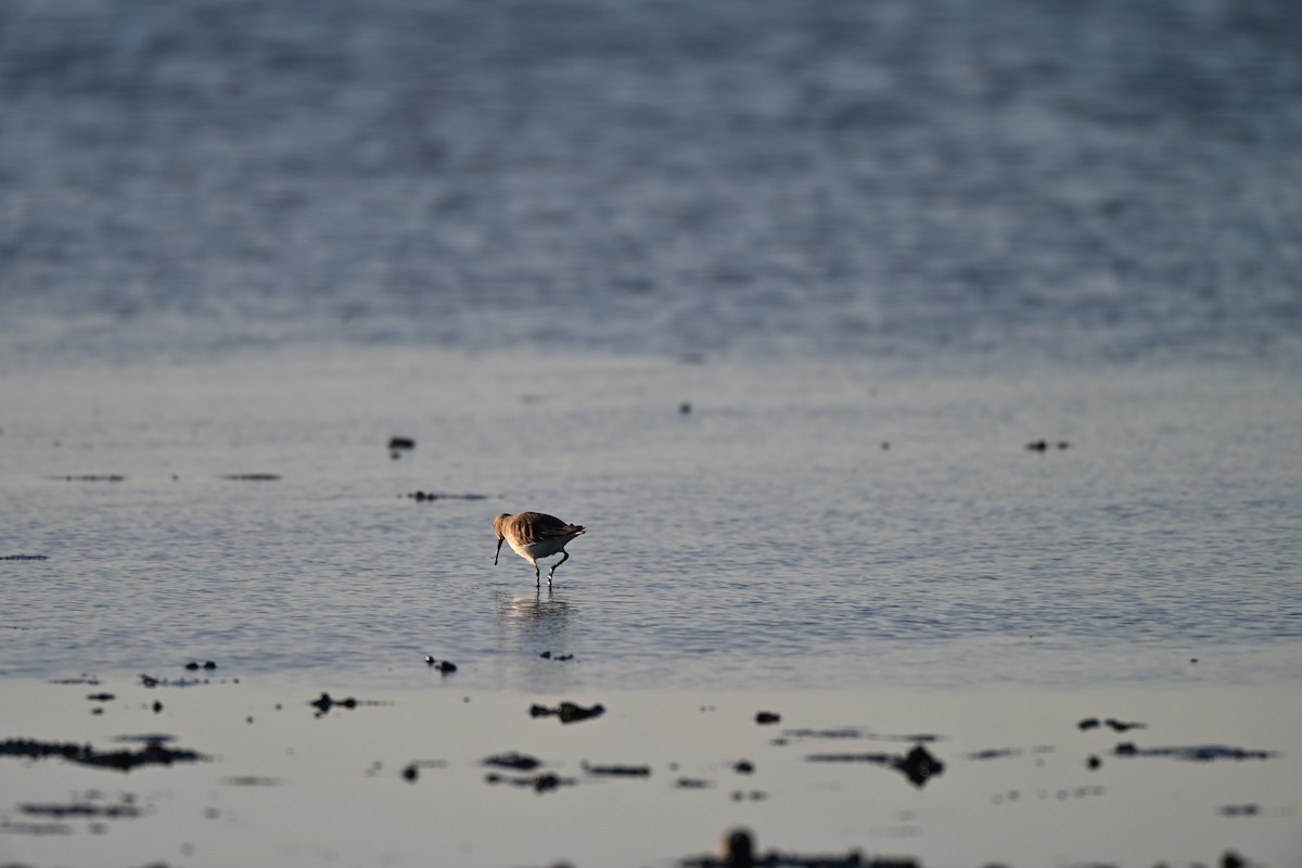 jespák obecný - ML646560380