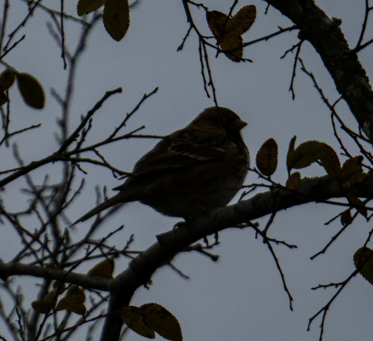 Harris's Sparrow - ML646560382