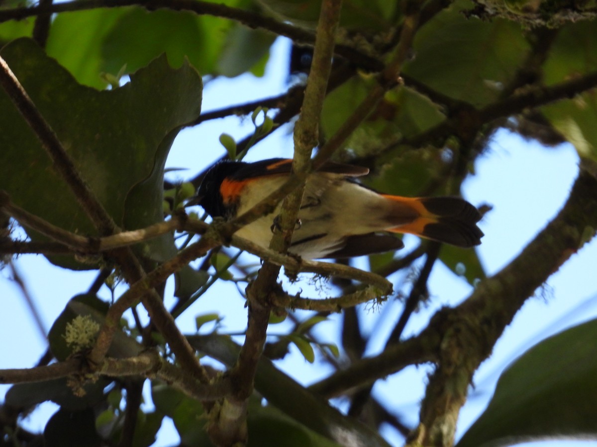 סבכון חכלילי - ML646560383