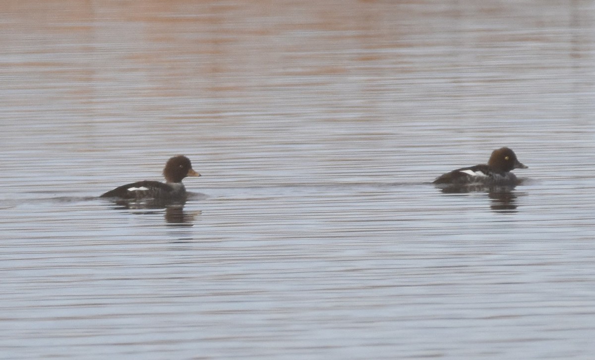 Barrow's Goldeneye - ML646560388