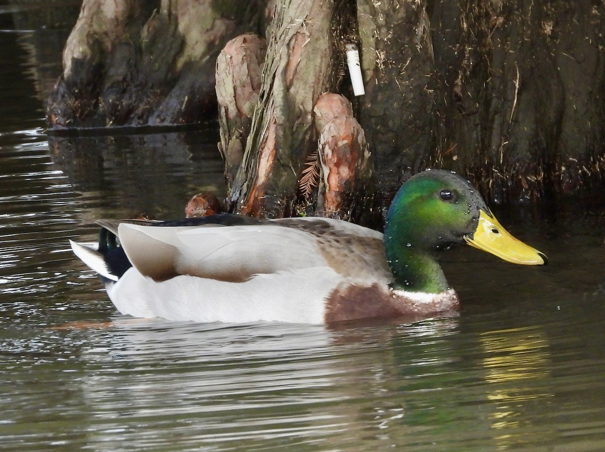 Mallard - ML646560389