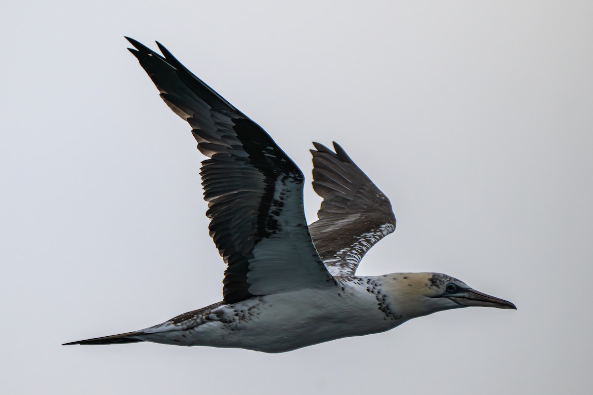 Basstölpel - ML646560391