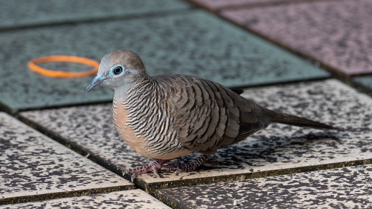 Zebra Dove - ML646560394