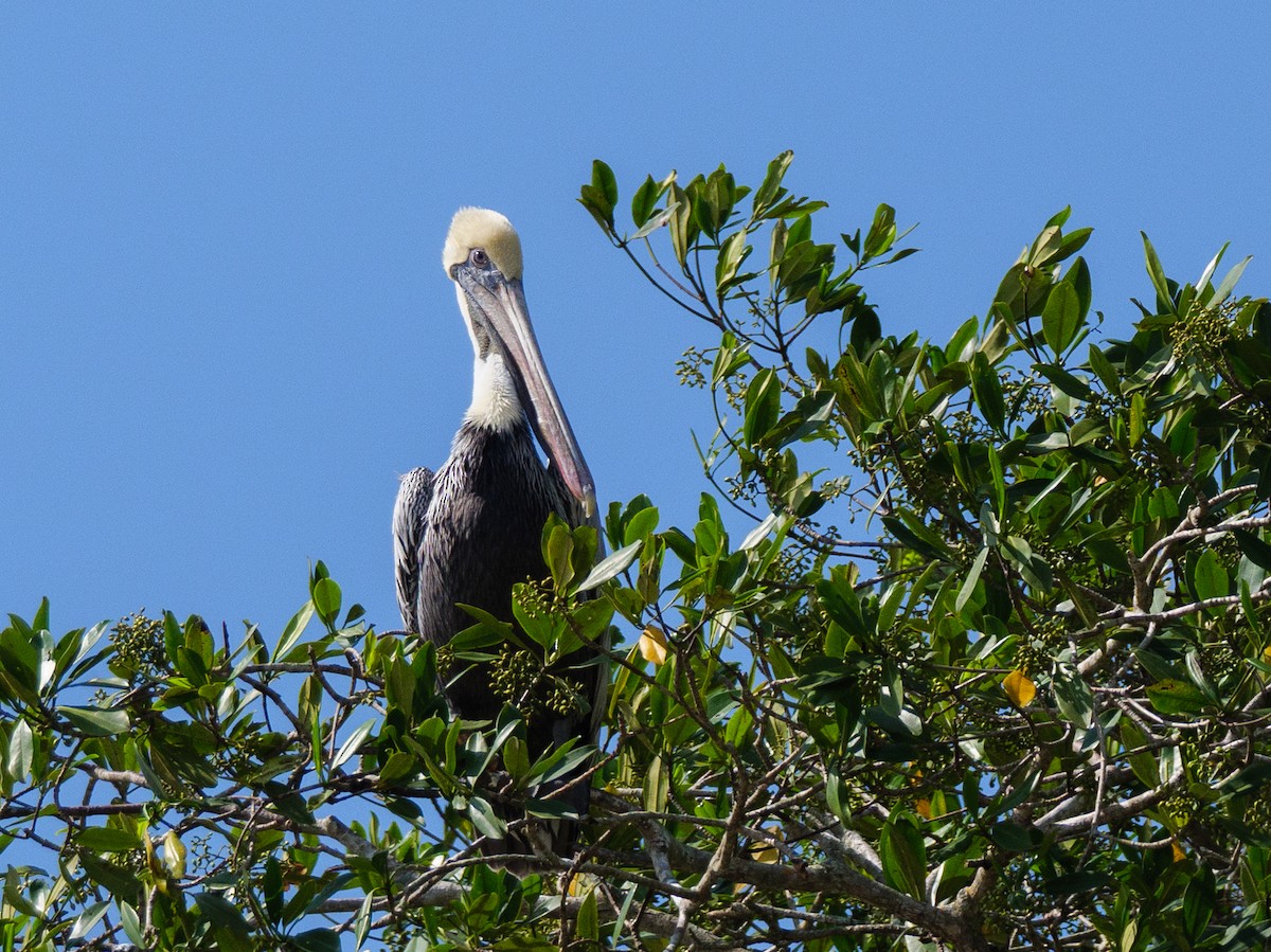 שקנאי חום - ML646560396