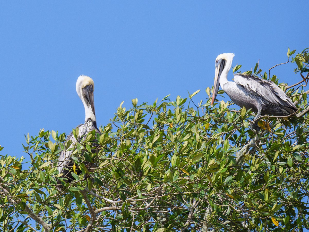 שקנאי חום - ML646560397