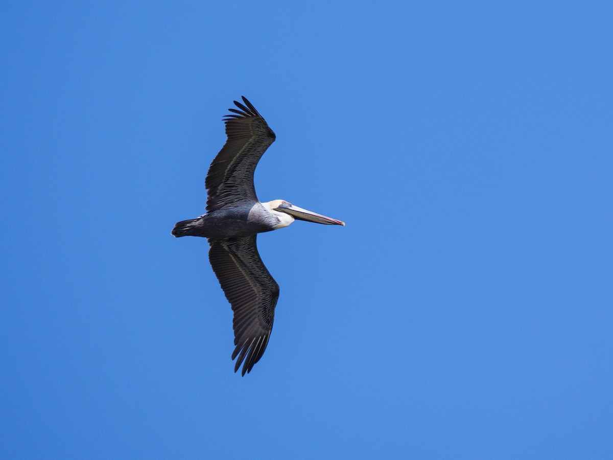 שקנאי חום - ML646560398