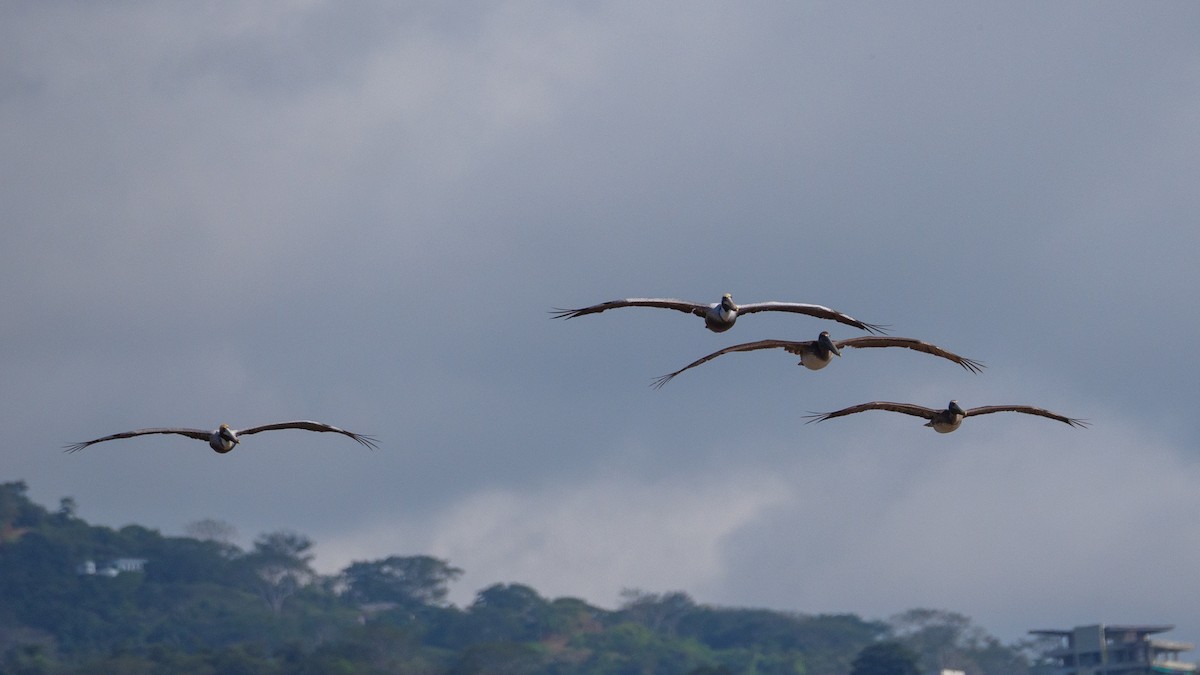 שקנאי חום - ML646560399
