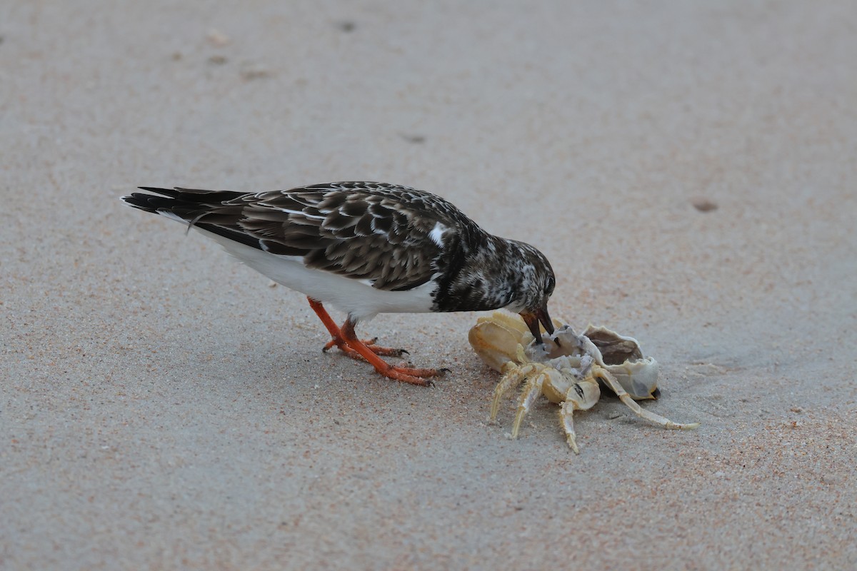 Ruddy Turnstone - ML646560400