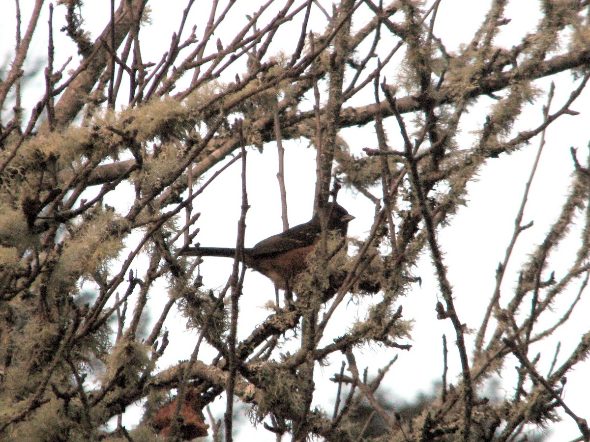 Spotted Towhee - ML646560401
