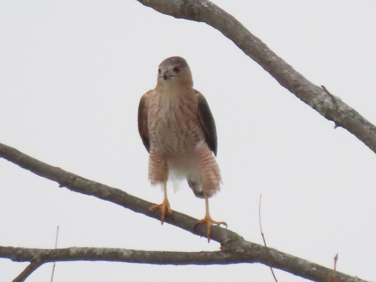 Cooper's Hawk - ML646560402