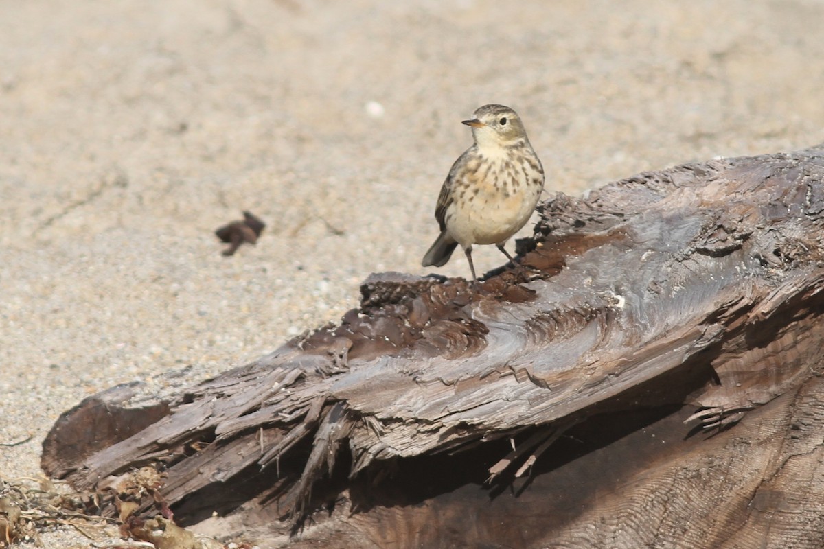 Spioncello del Pacifico - ML646560404