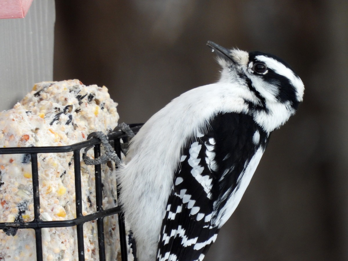 Pico Pubescente - ML646560406